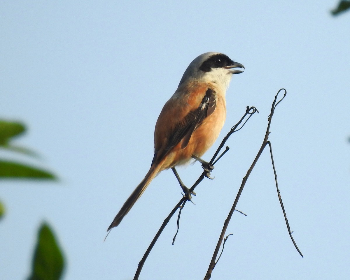 Long-tailed Shrike - ML69661991