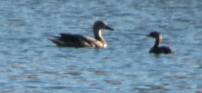 Northern Pintail - ML69662031