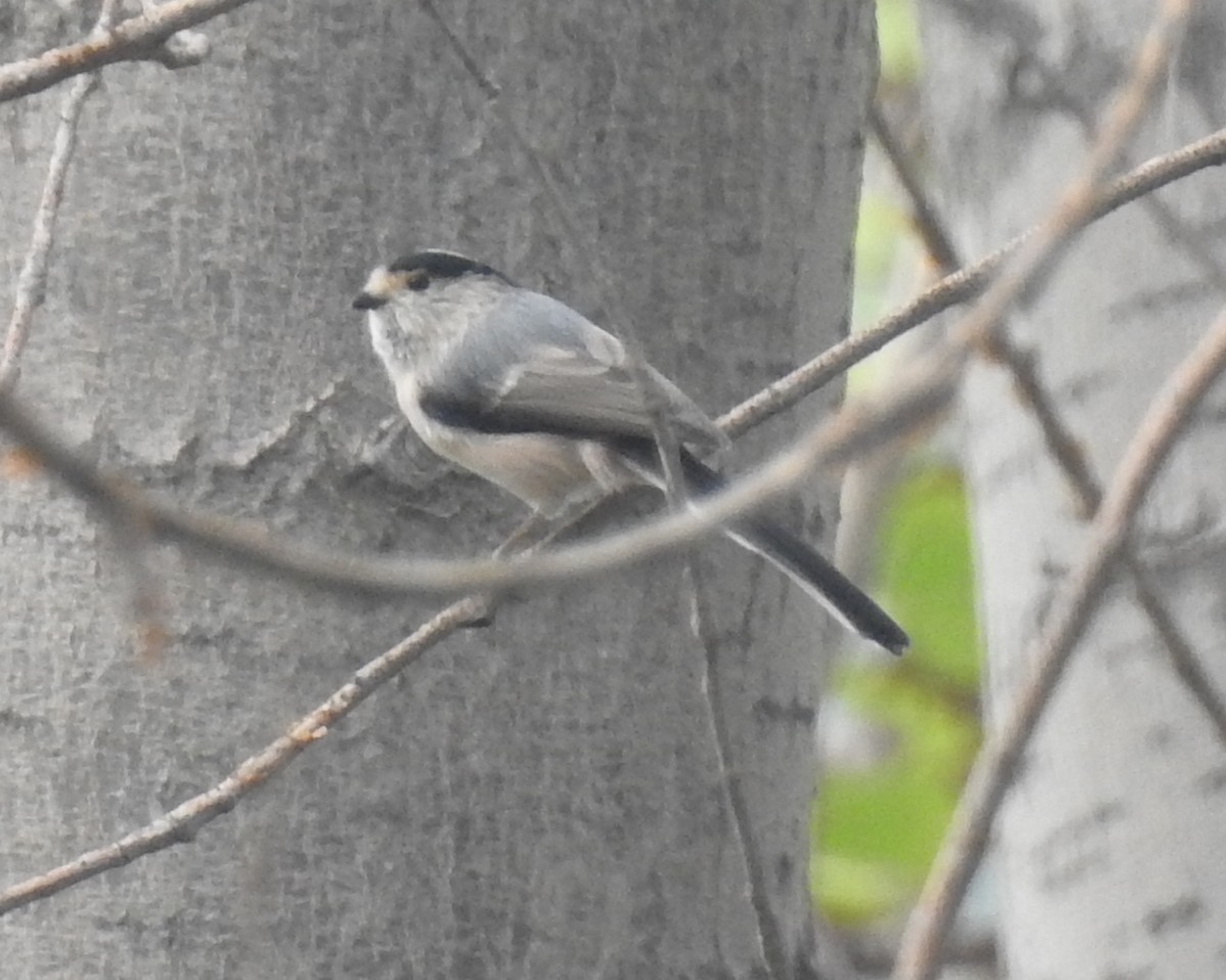 Silver-throated Tit - ML69662041