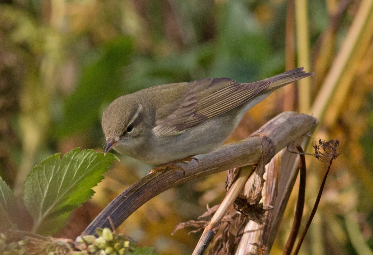 Kamchatka Leaf Warbler - ML69662181