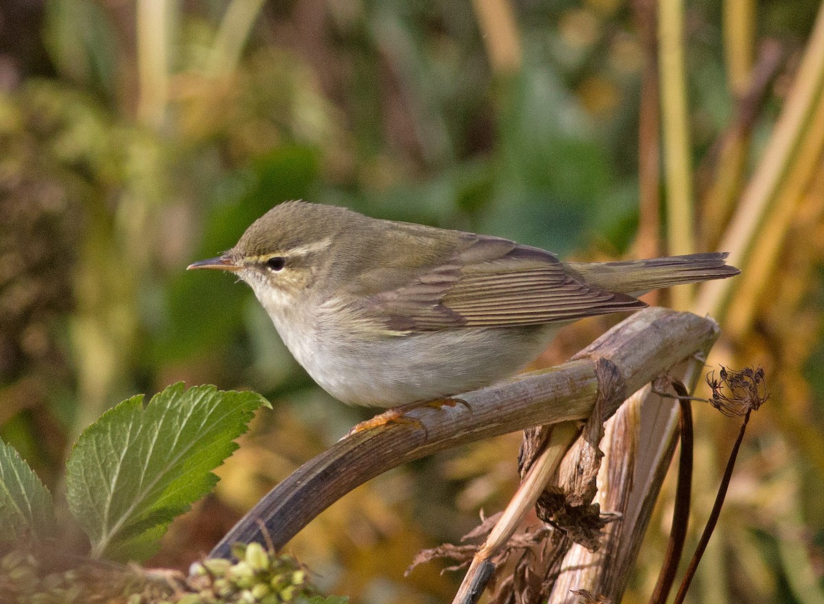 Kamchatka Leaf Warbler - Phil Chaon
