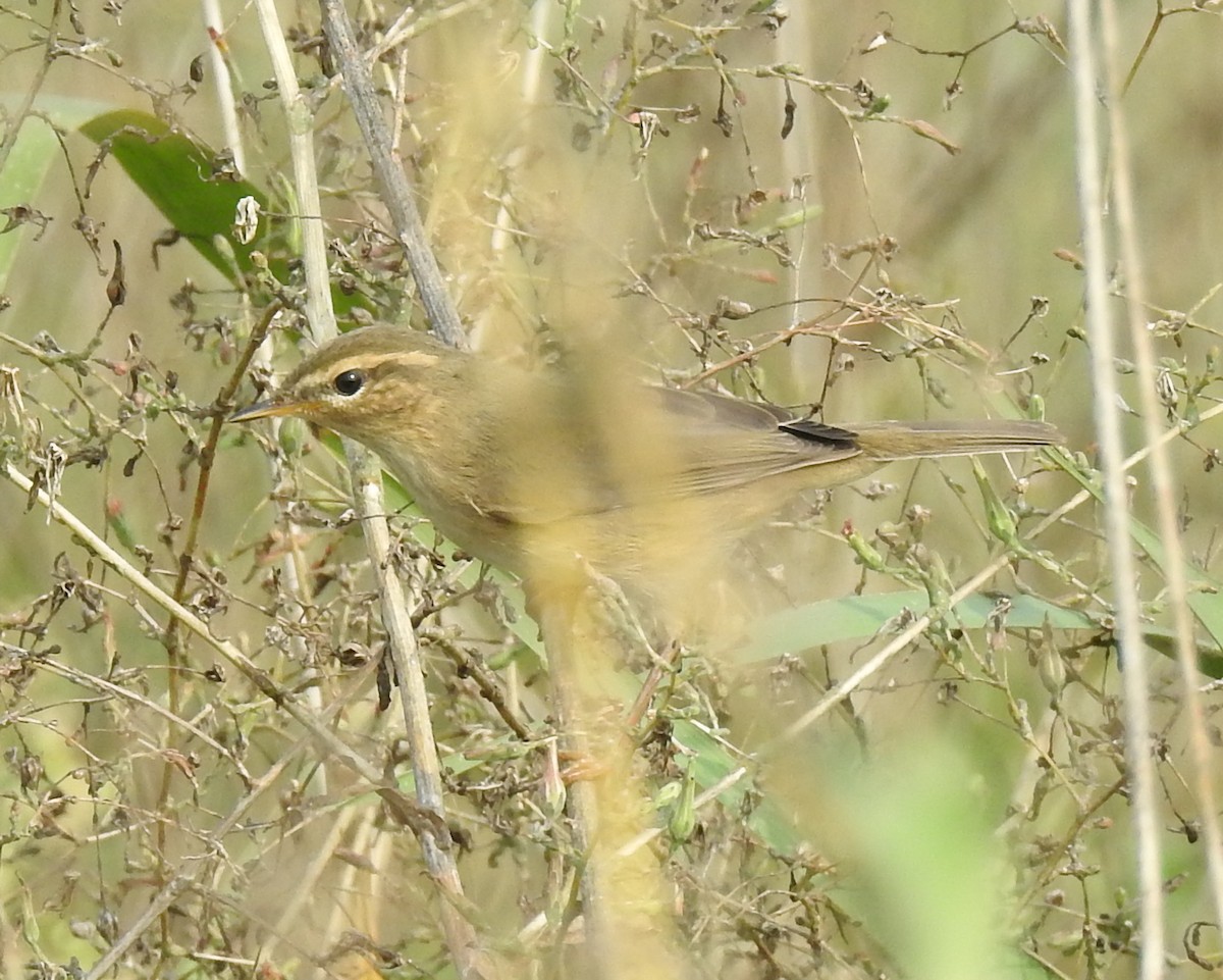 Mosquitero Sombrío - ML69662211