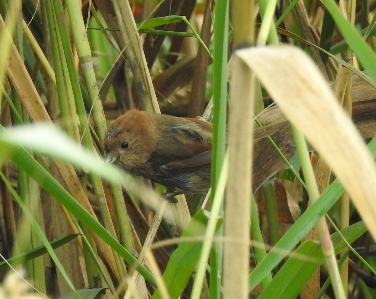 Vinous-throated Parrotbill - ML69662281