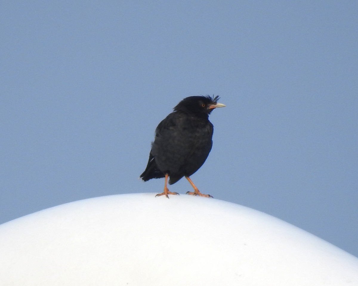 Crested Myna - ML69662331