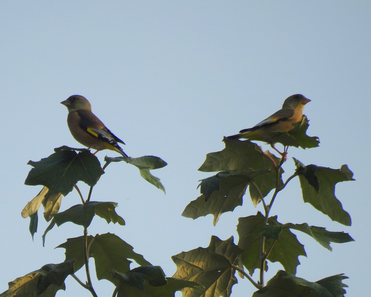 Oriental Greenfinch - ML69662421