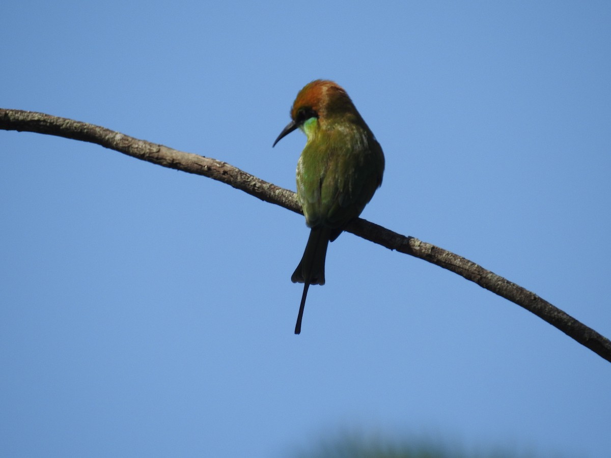Asian Green Bee-eater - ML69663901