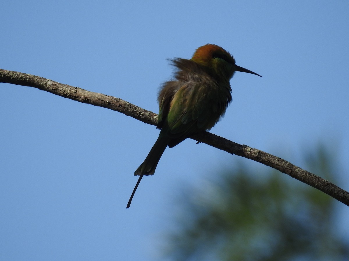 Asian Green Bee-eater - ML69663921