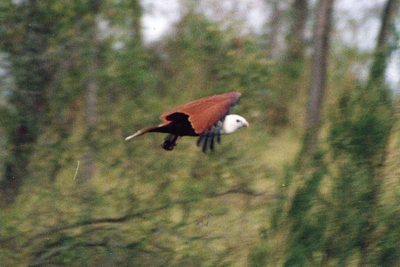 Brahminy Kite - ML69664851