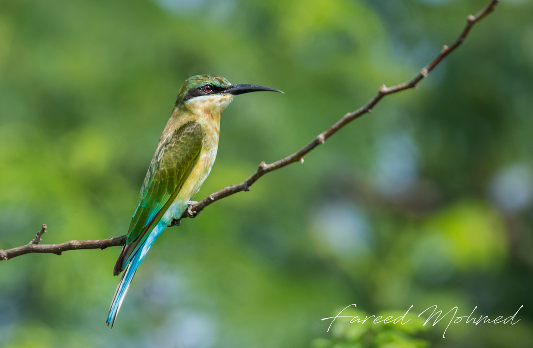 Blue-tailed Bee-eater - Fareed Mohmed