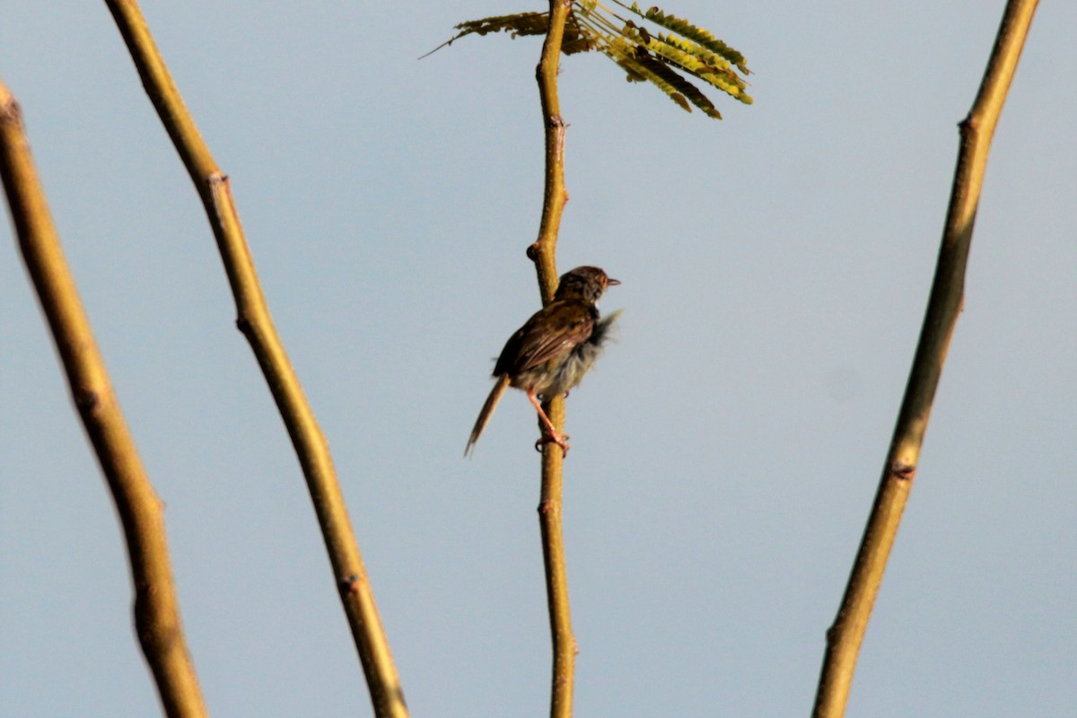 Common Tailorbird - ML69665401