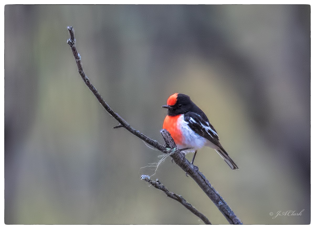 Red-capped Robin - ML69666351