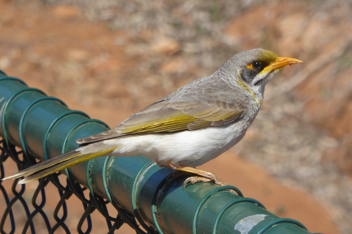 Yellow-throated Miner - Christine D