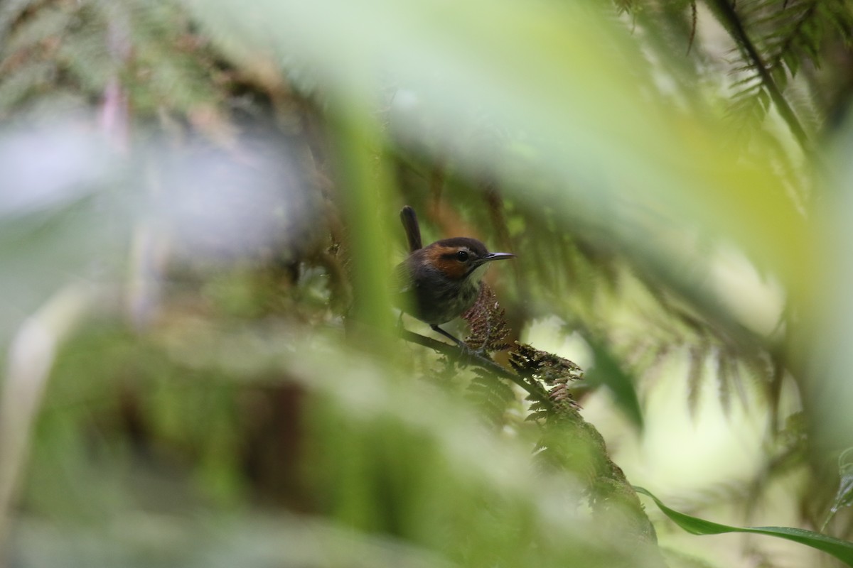 Tawny-faced Gnatwren - Fabrice Schmitt