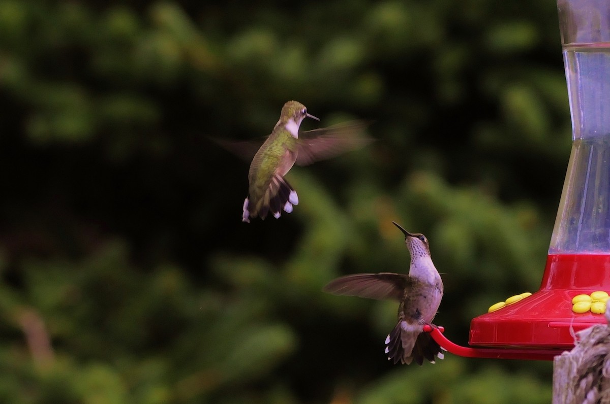 Ruby-throated Hummingbird - Rick Beaudon