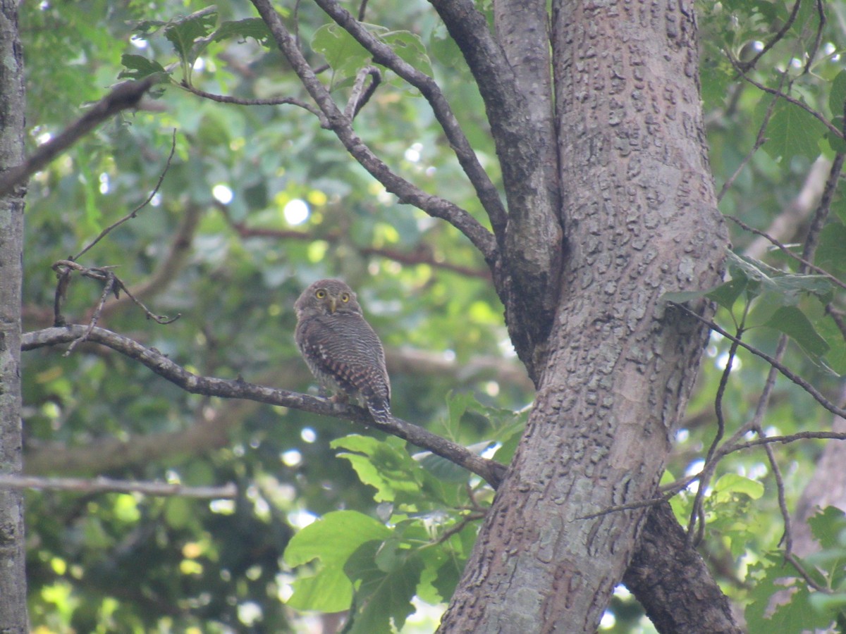 Jungle Owlet - ML69668331