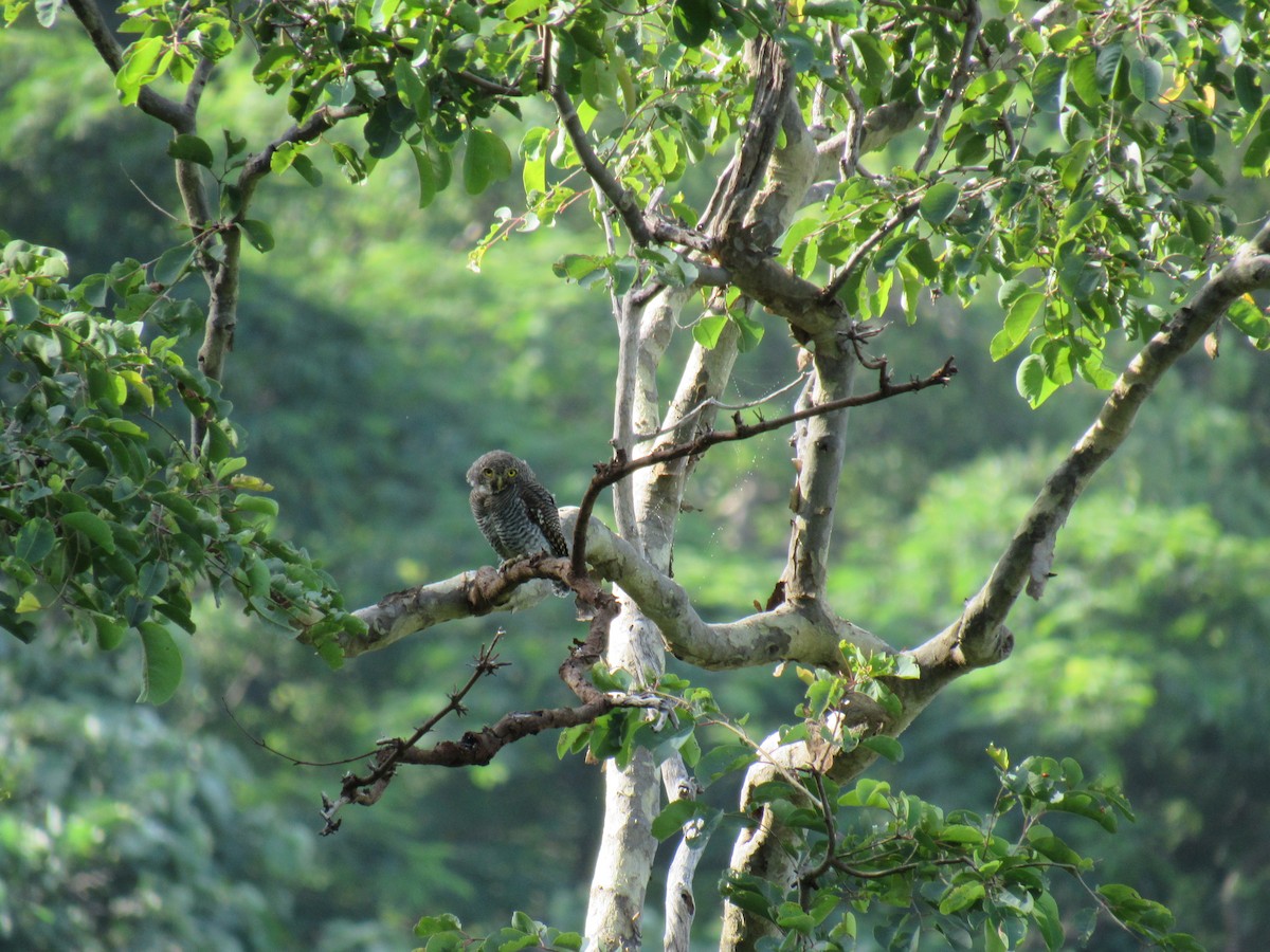 Jungle Owlet - ML69668341