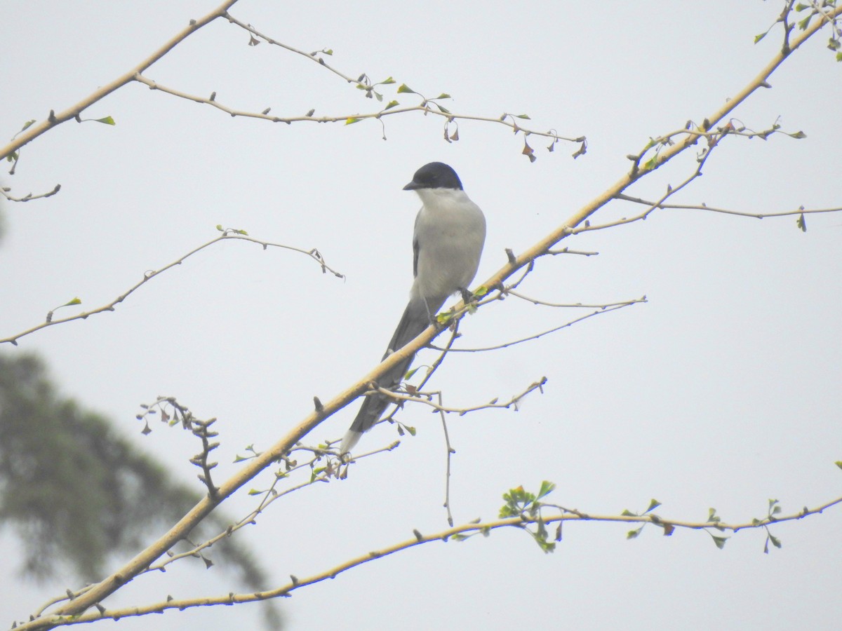 Azure-winged Magpie - ML69668671