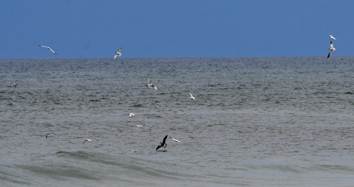 tern sp. - Suzanne Zuckerman