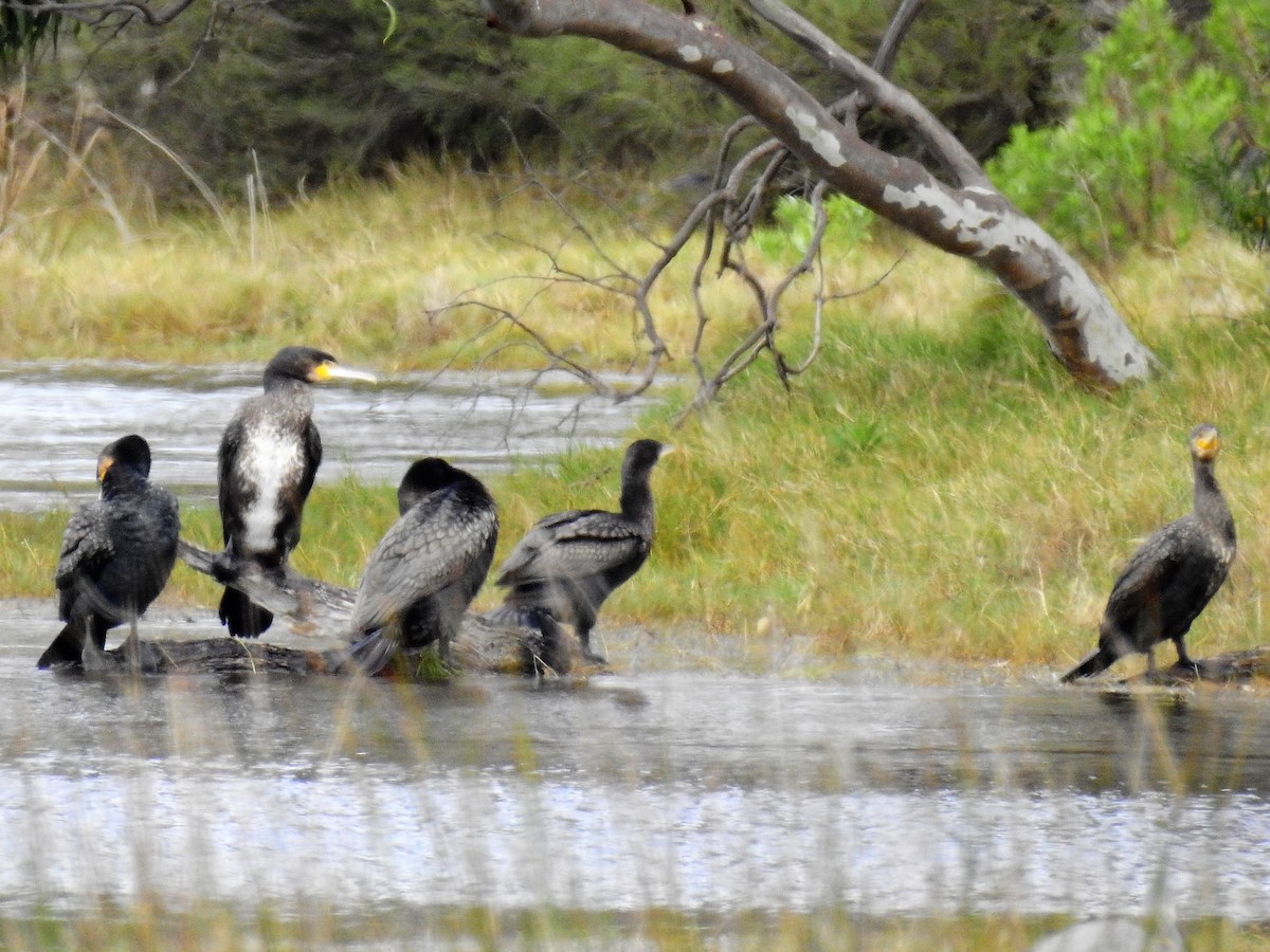 Cormorán Grande - ML69669461