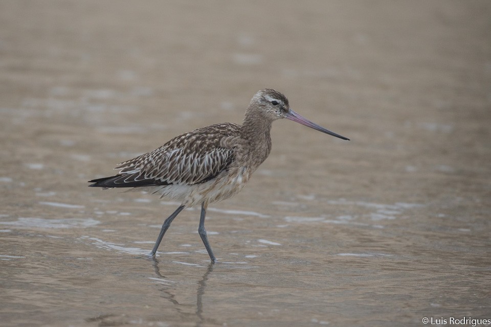 Bar-tailed Godwit - ML69669841