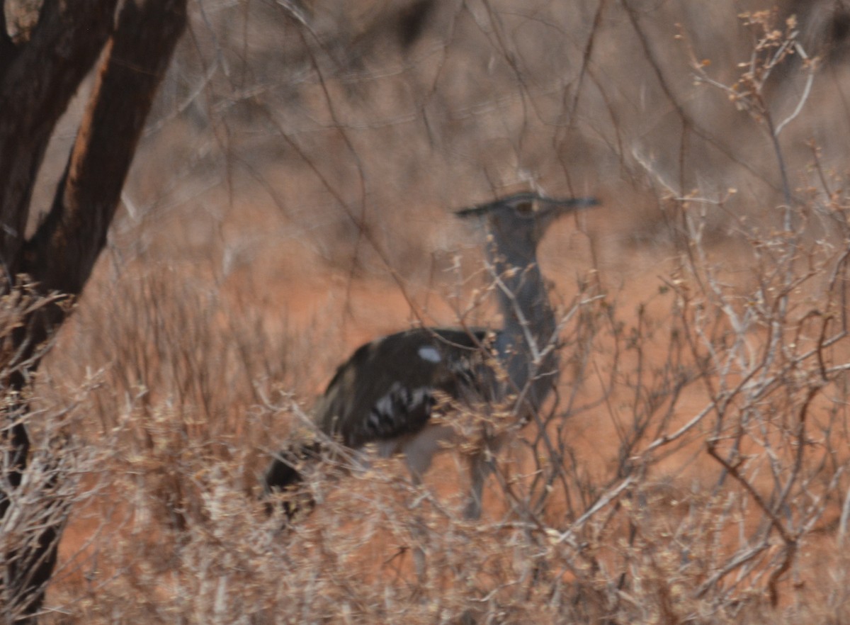 Kori Bustard - Bart Scott