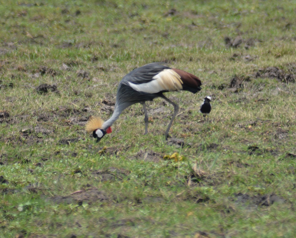 Gray Crowned-Crane - ML69672771