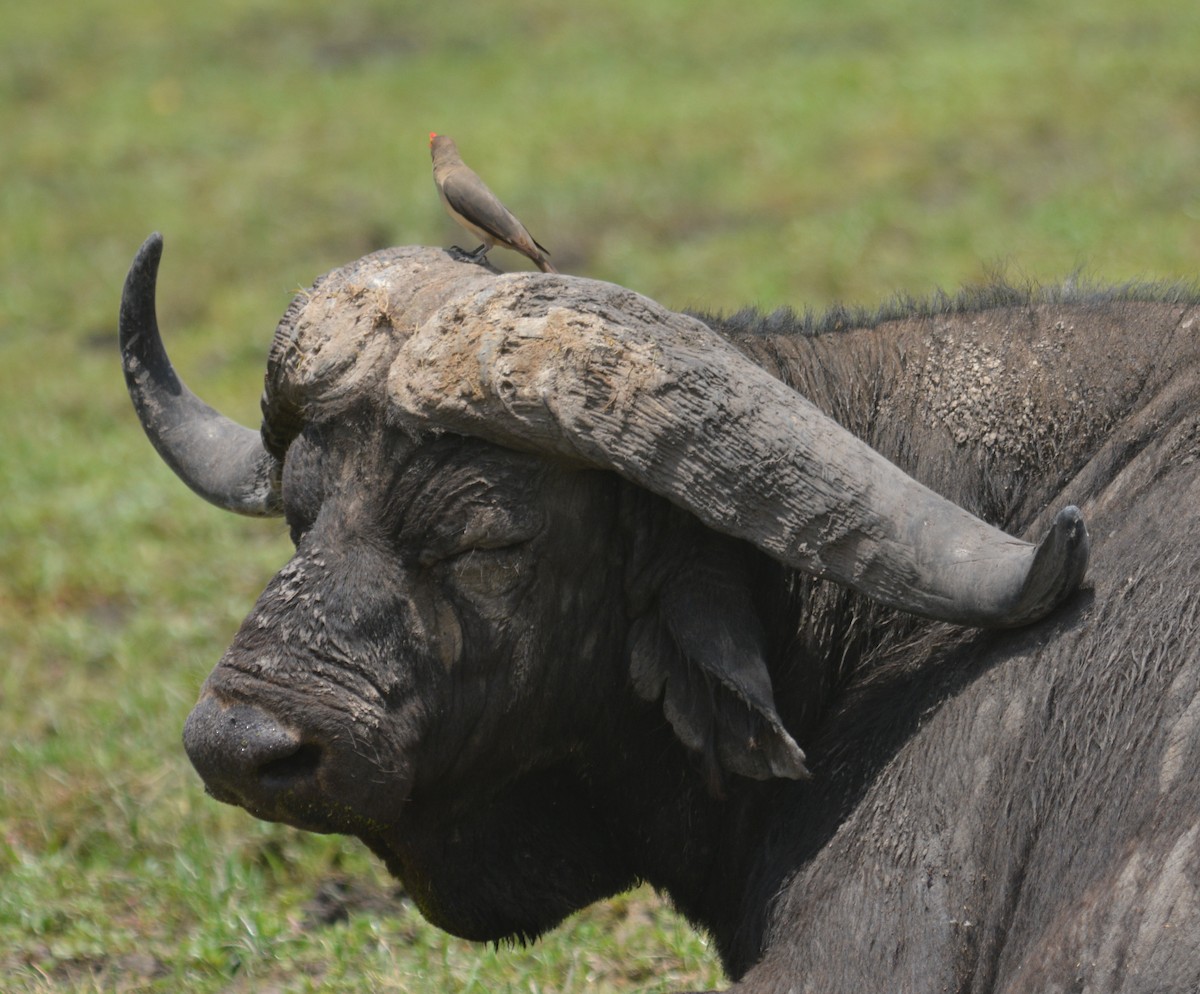 Red-billed Oxpecker - Bart Scott