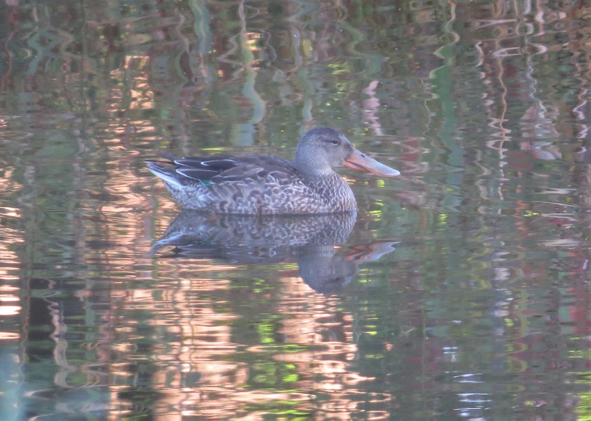 Canard souchet - ML69673331