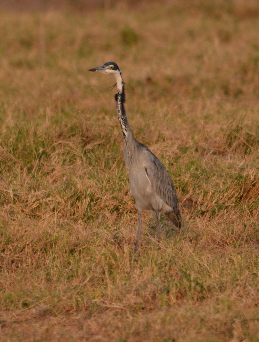 Black-headed Heron - Bart Scott