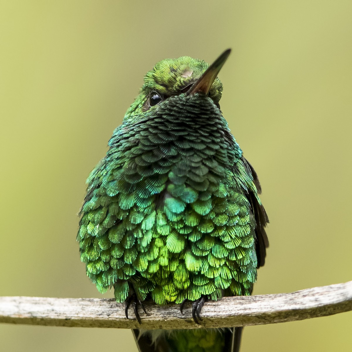 Red-billed Emerald - ML69674391