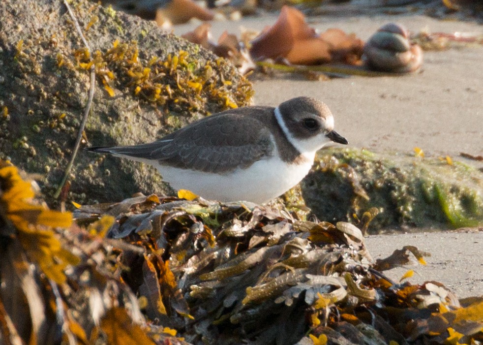 Semipalmated Plover - Andy Boyce