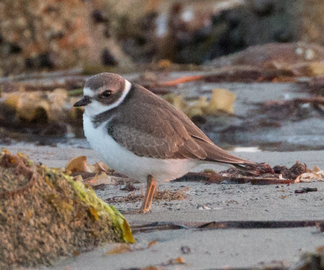 Semipalmated Plover - Andy Boyce