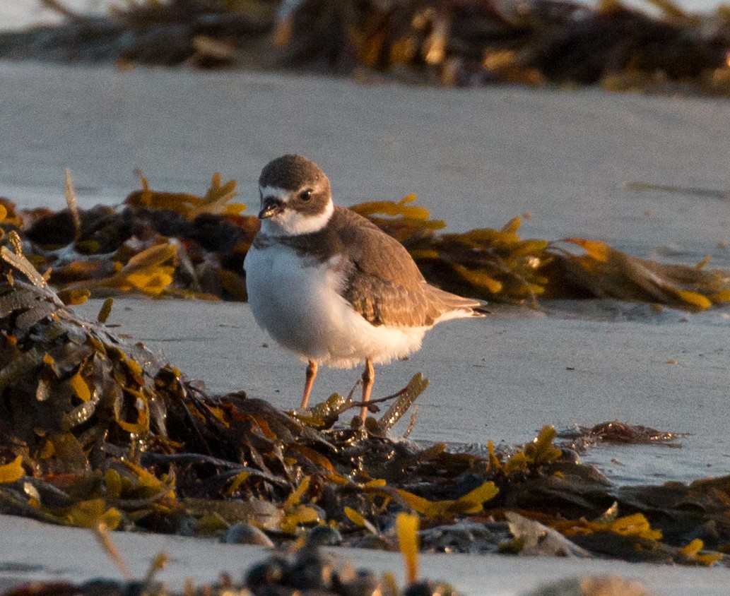 Semipalmated Plover - Andy Boyce