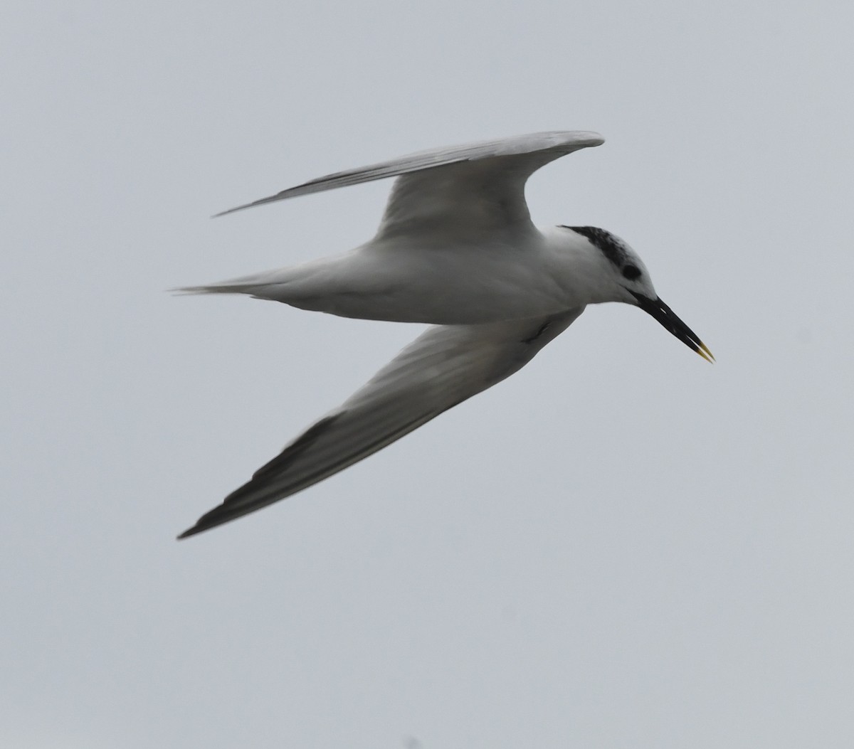 Sandwich Tern - Suzanne Zuckerman