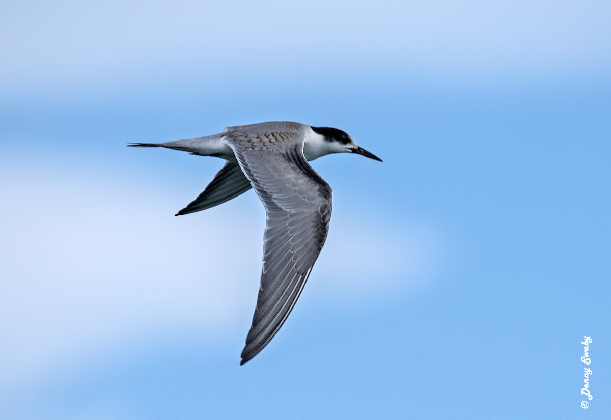 Common Tern - ML69675991