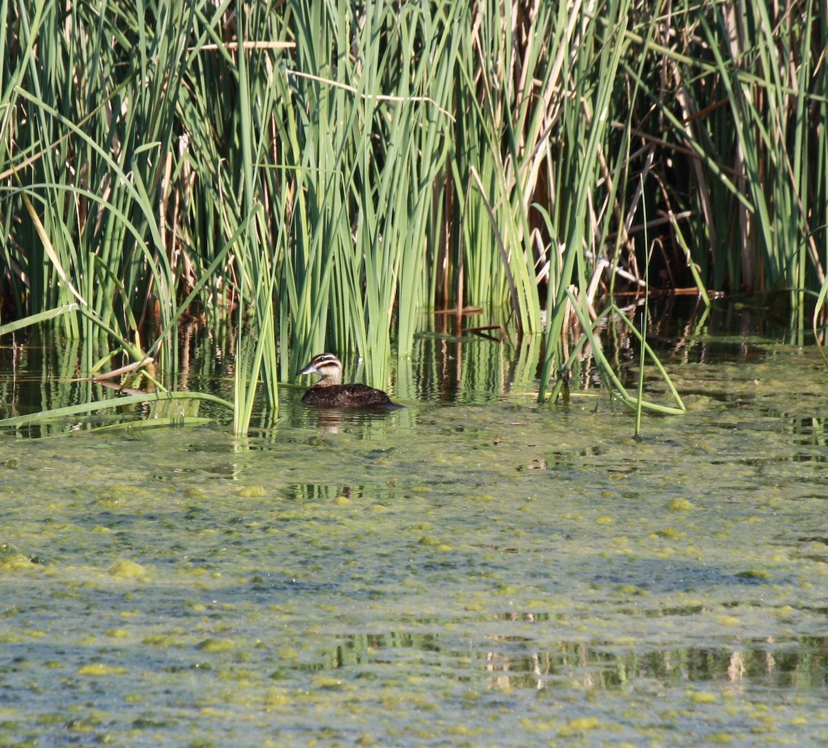 Masked Duck - ML69676111