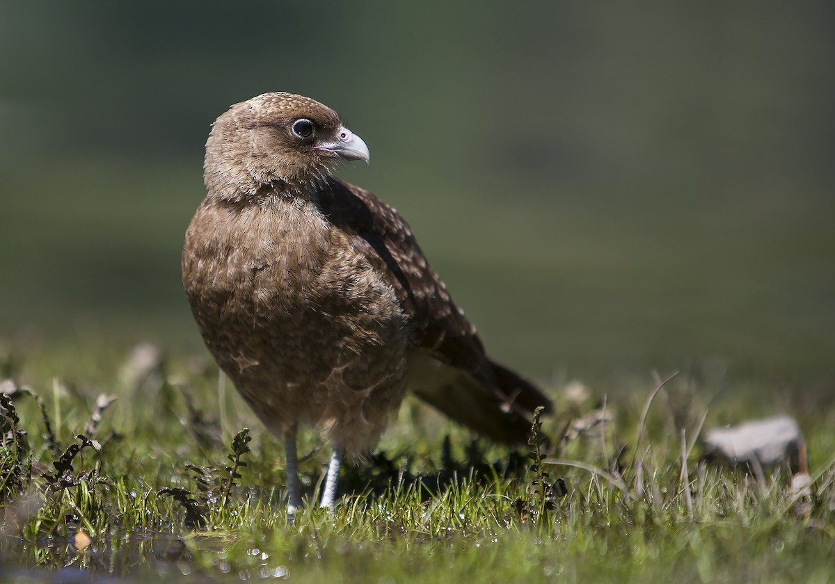 Chimango Caracara - ML69676471