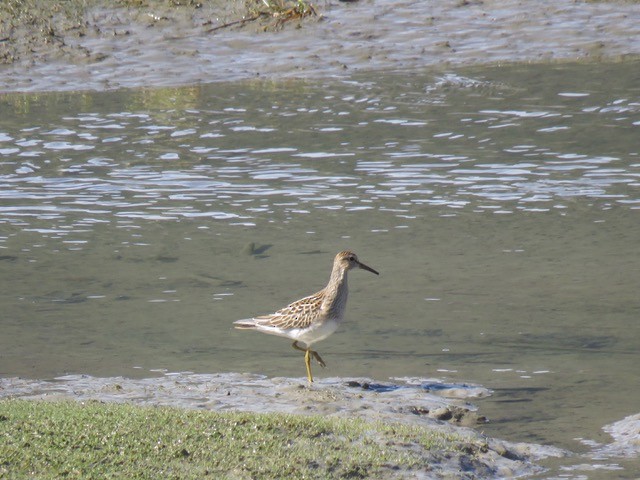 Bécasseau à poitrine cendrée - ML69676571