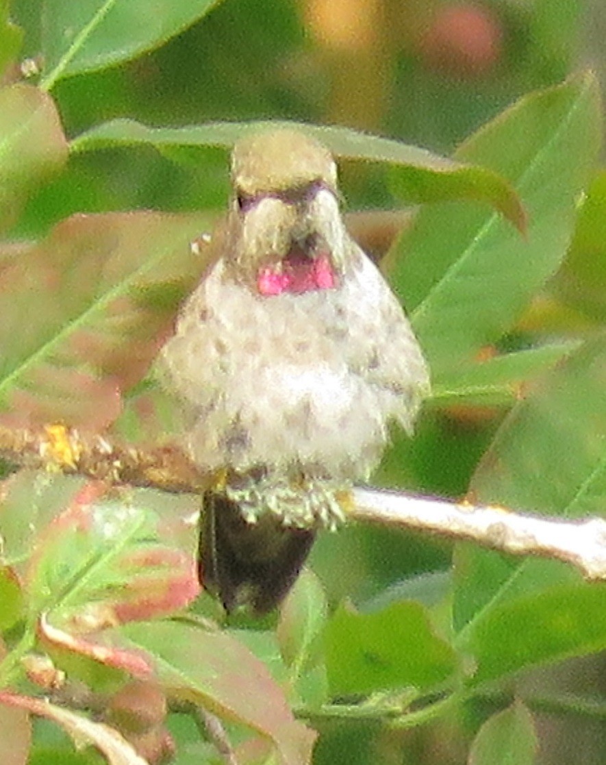 eBird Checklist - 5 Aug 2017 - UBC Botanical Garden - 17 species