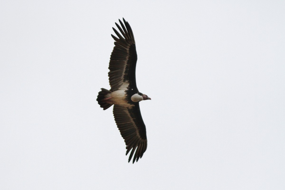 White-headed Vulture - ML69676791