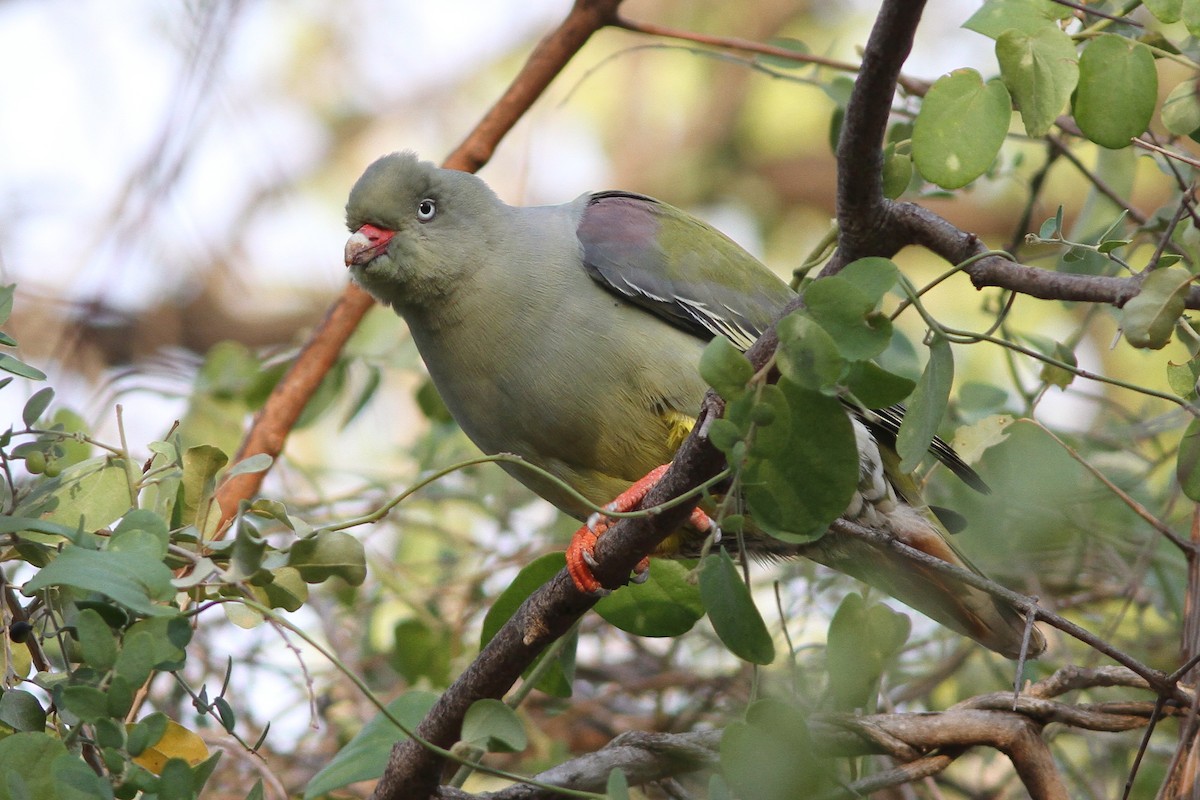 African Green-Pigeon - ML69676871