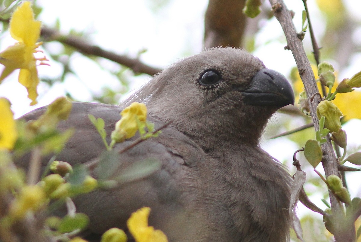 Gray Go-away-bird - ML69676911