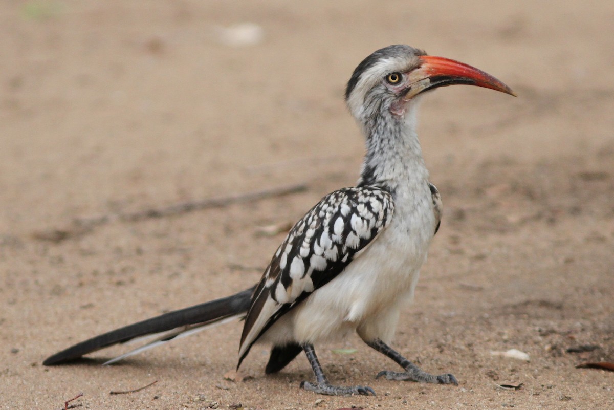 Southern Red-billed Hornbill - ML69676981