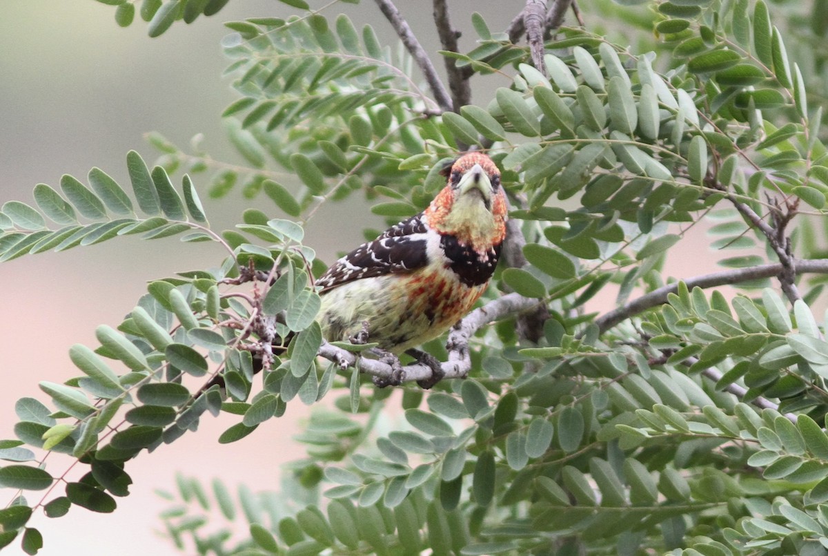 Crested Barbet - ML69677031