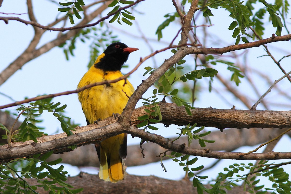 African Black-headed Oriole - ML69677171