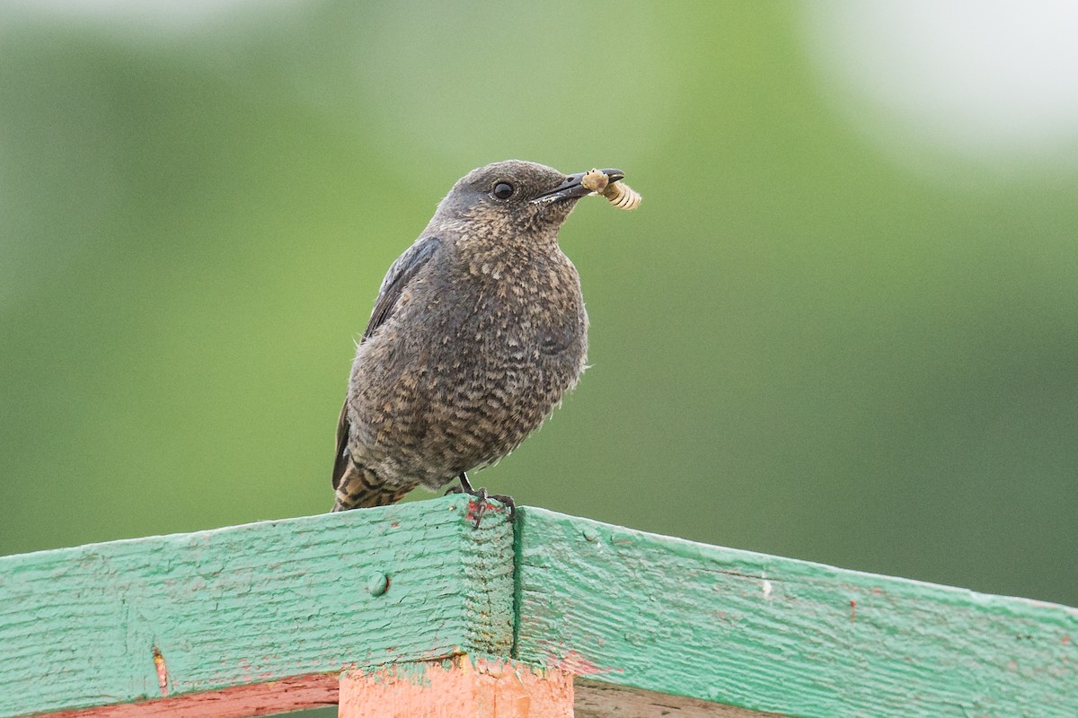 Цэнхэр жижир - ML69677381