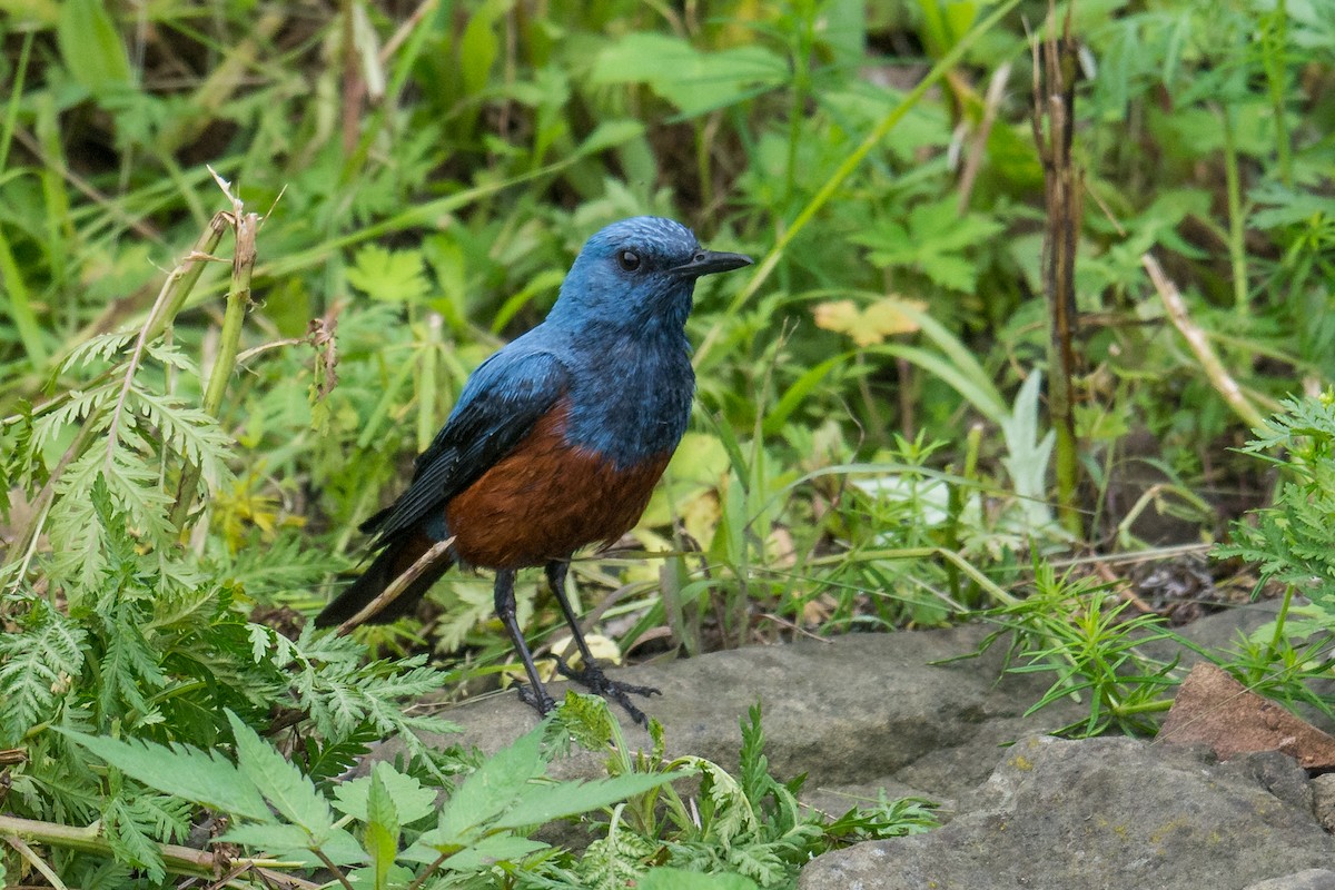 Цэнхэр жижир - ML69677391