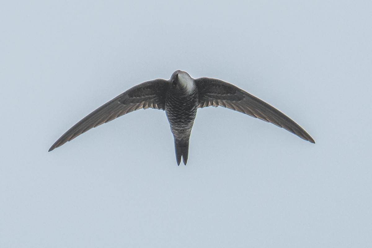 Хондлой цагаан ураацай - ML69677401