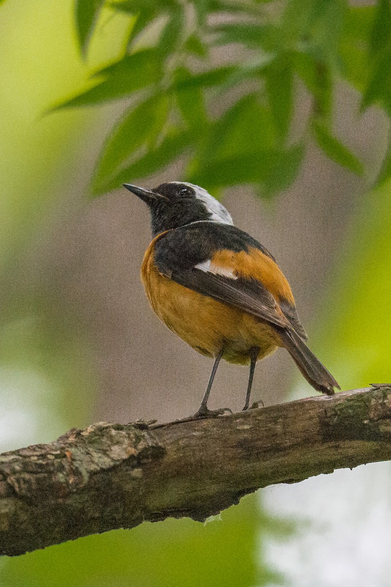 Дагуур гал сүүлт - ML69677421