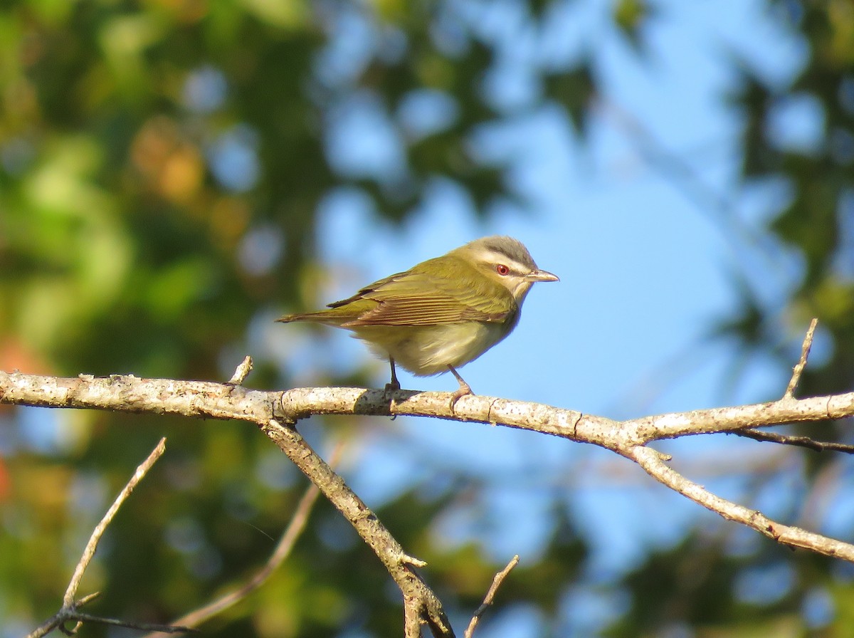 Red-eyed Vireo - ML69677601